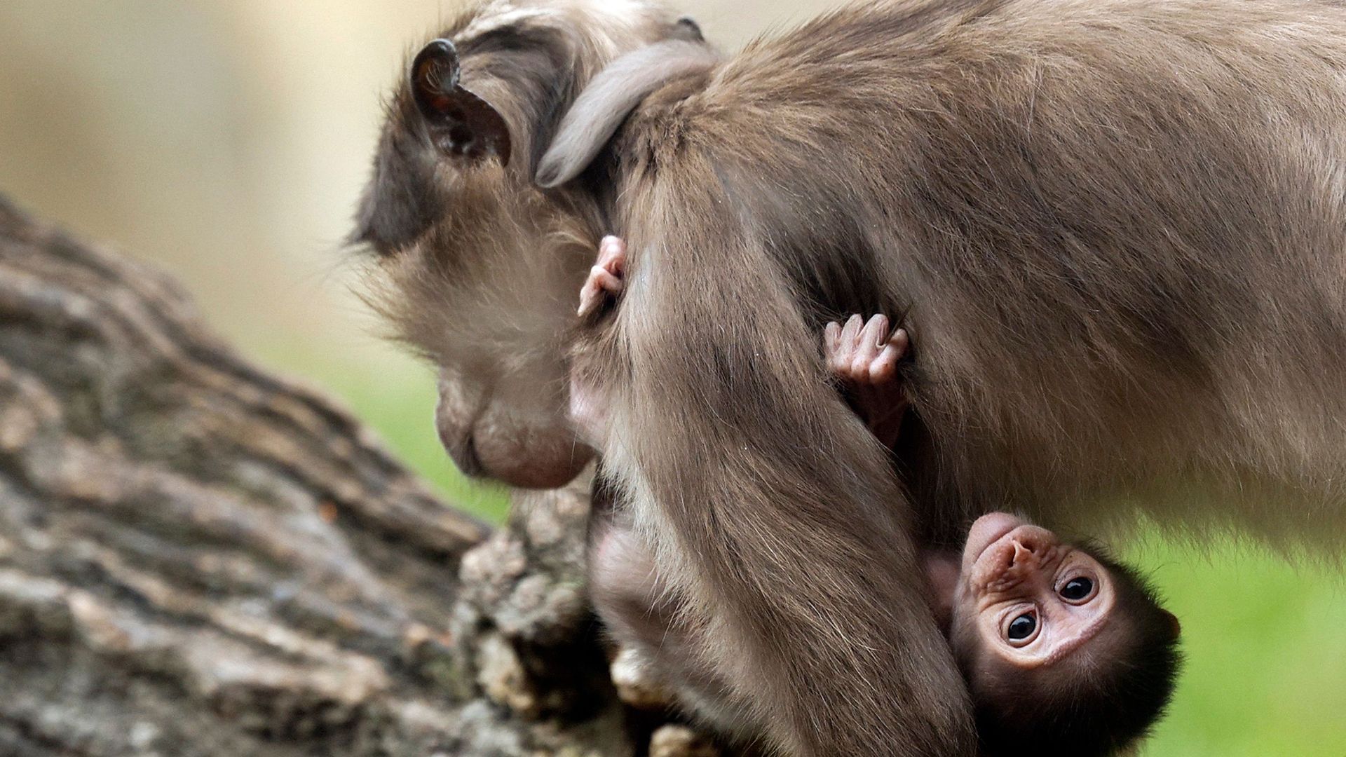 A newborn white-crowned mangabey clings to its mother at Bioparc Valencia in Valencia, Spain