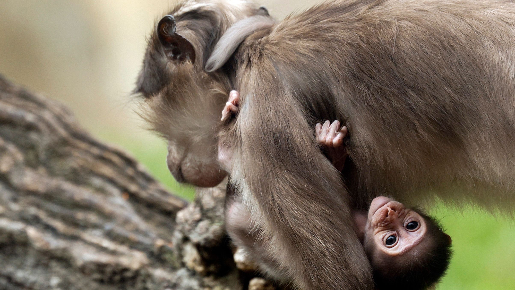 A newborn white-crowned mangabey clings to its mother at Bioparc Valencia in Valencia, Spain