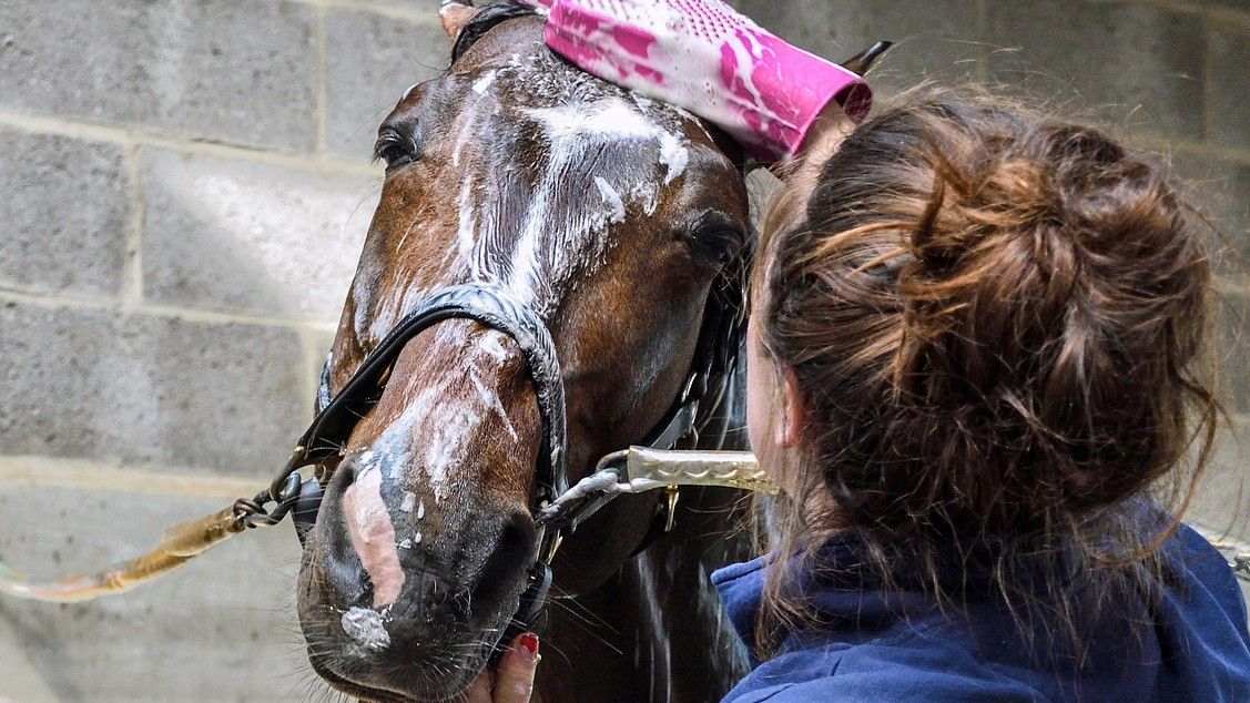 Horse being bathed with one of the best horse shampoos