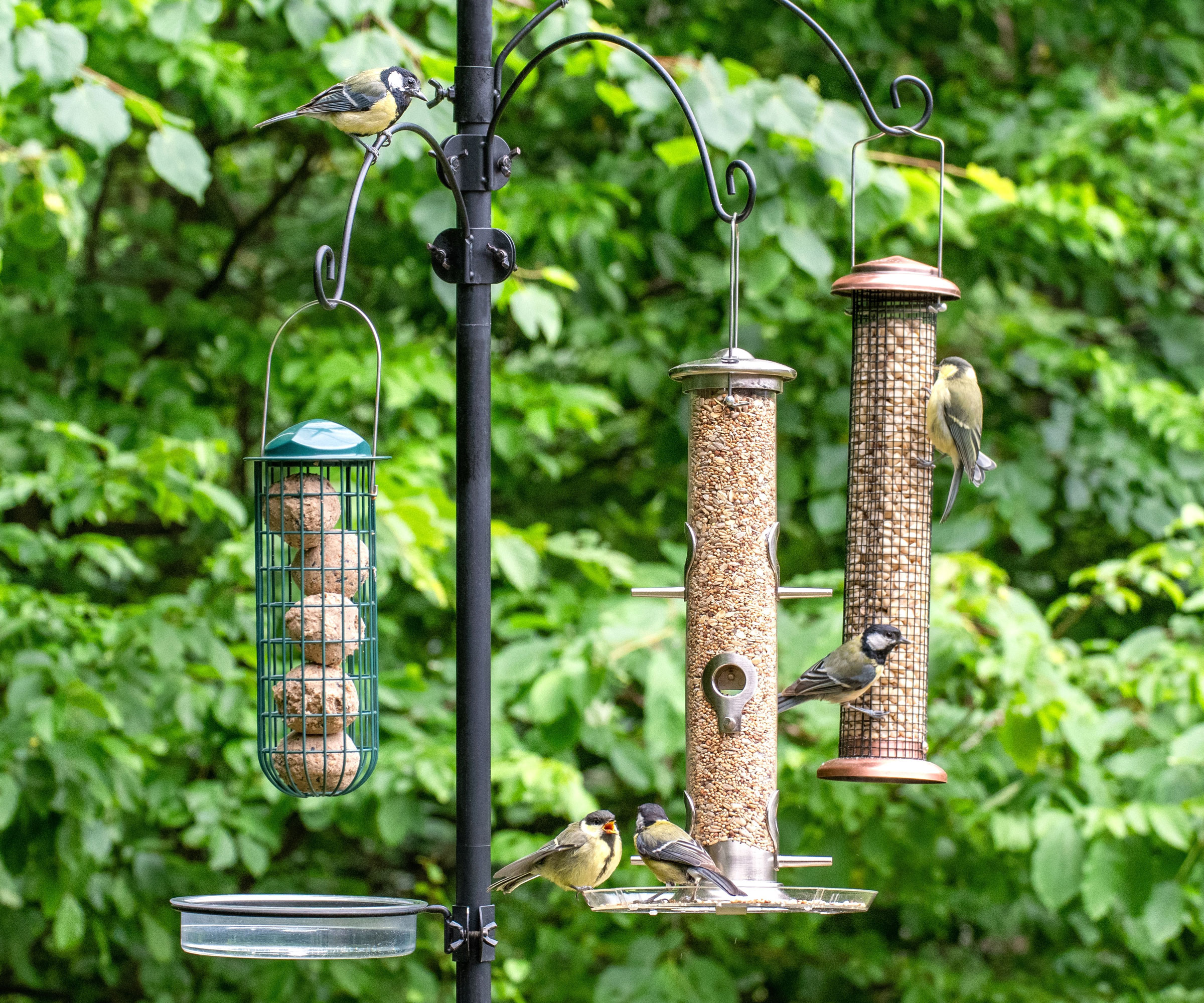multiple tube bird feeders in garden