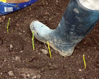 Firming in hardwood rose cuttings in the ground