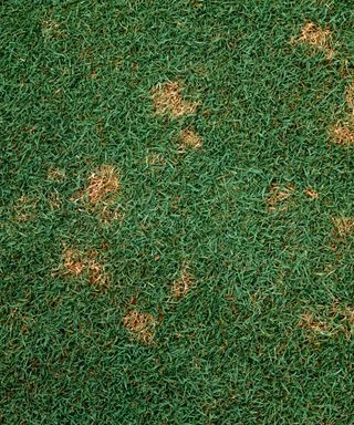 Patches of a lawn infected with dollar spot