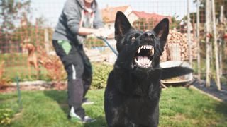 Young man with angry black dog on the leash