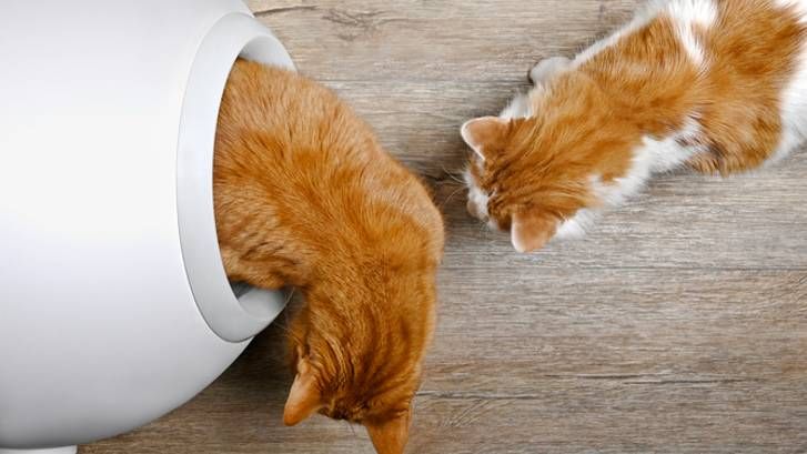 can cats share a litter box