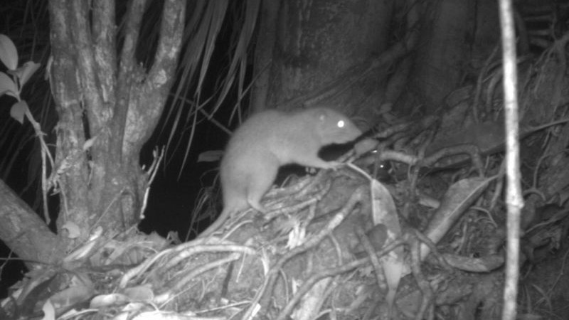 A camera trap picture of a Vangunu giant rat on the Solomon islands.