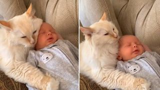 cat snuggling with baby