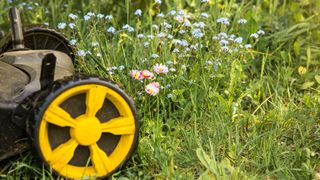Lawn mower beside a lawn with long grass and wildflowers for No Mow Mayr