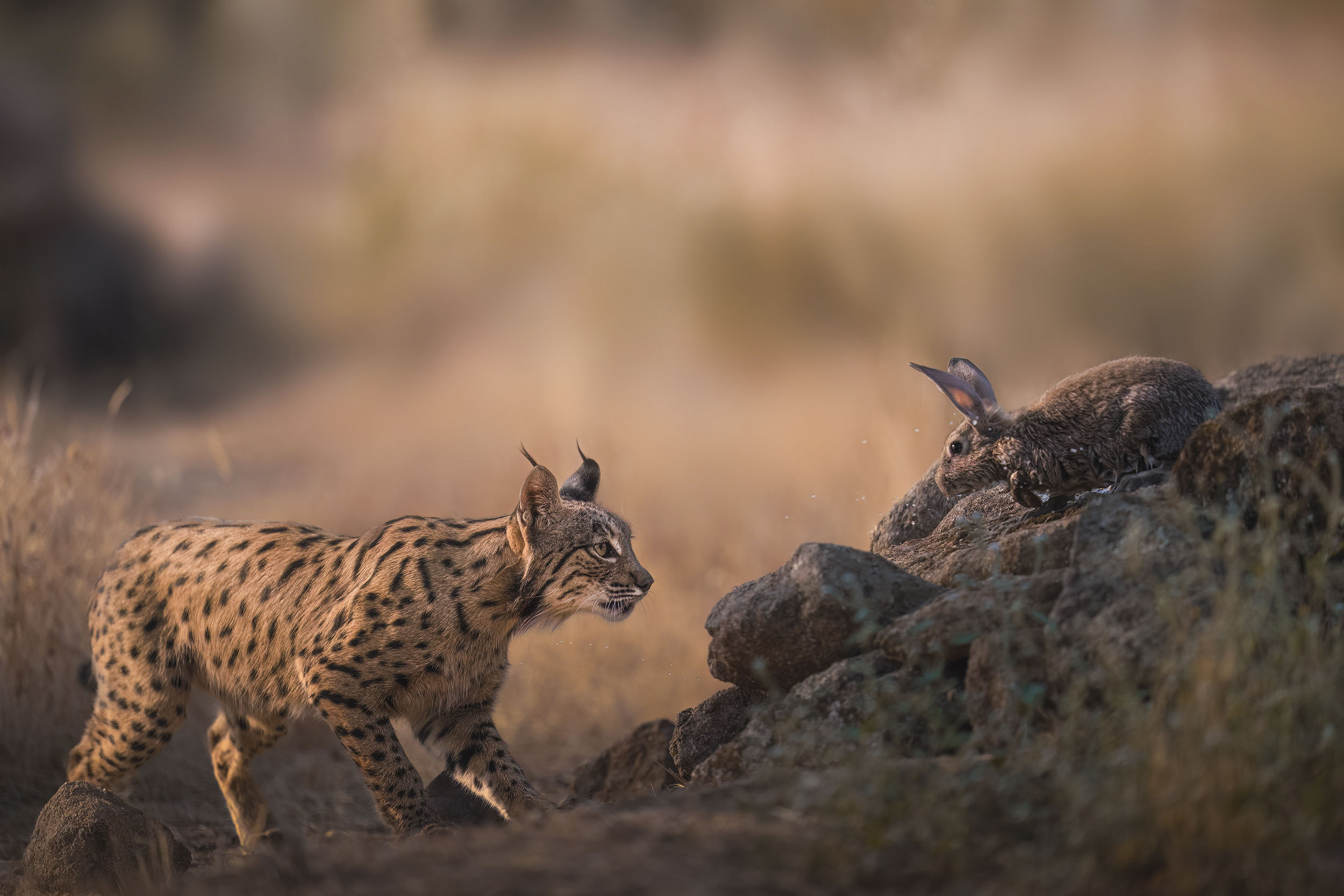 Photos of rare Iberian Lynx by wildlife photographer Alexandra Surkova &ndash; lynx stalks a rabbit