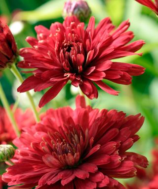 Chrysanthemum ‘Duchess of Edinburgh
