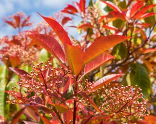 bright red leaves of photinia ‘Red Robin’