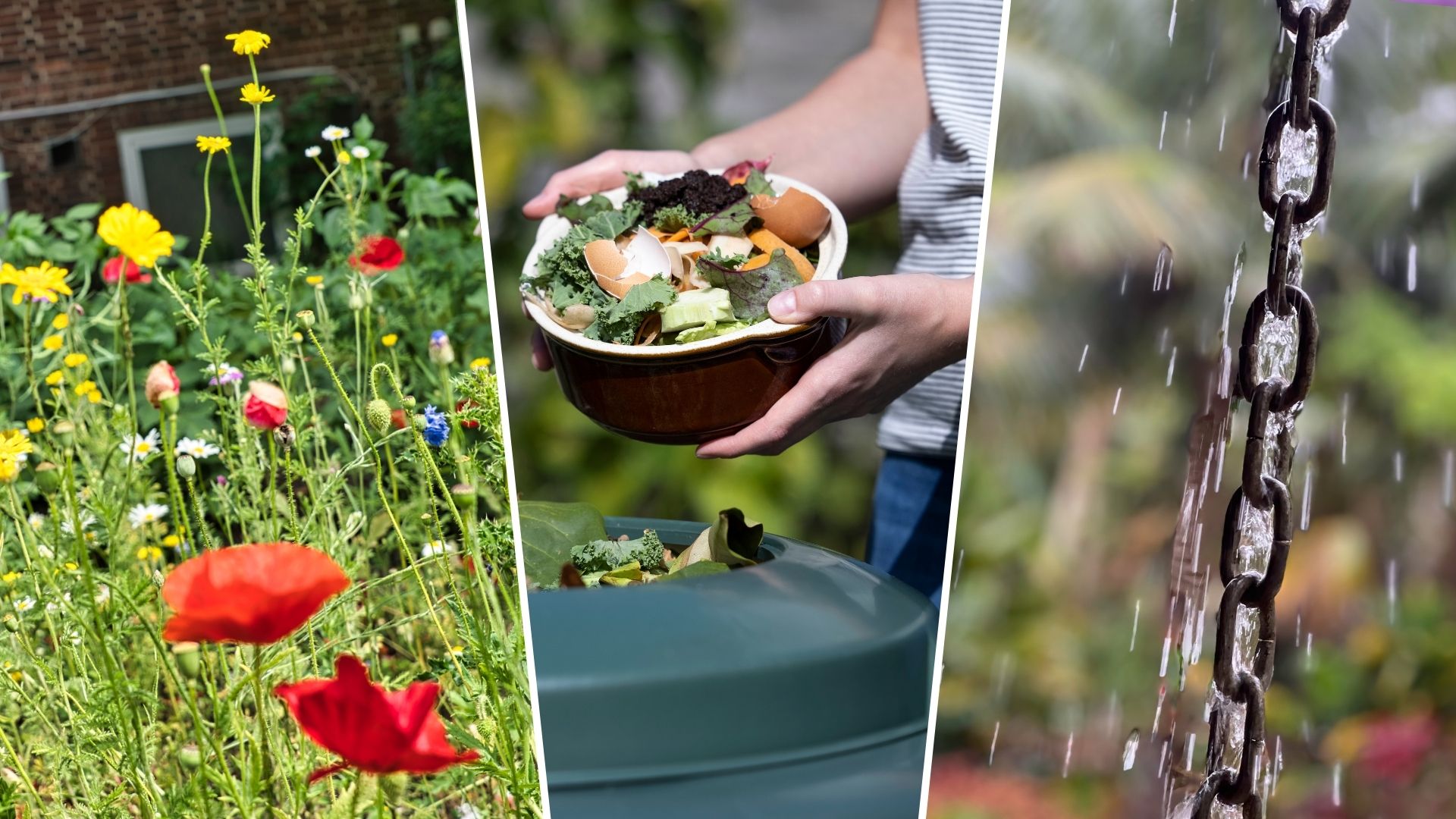 composite of uk wildflowers, woman composting food scraps and a rain chain collecting water