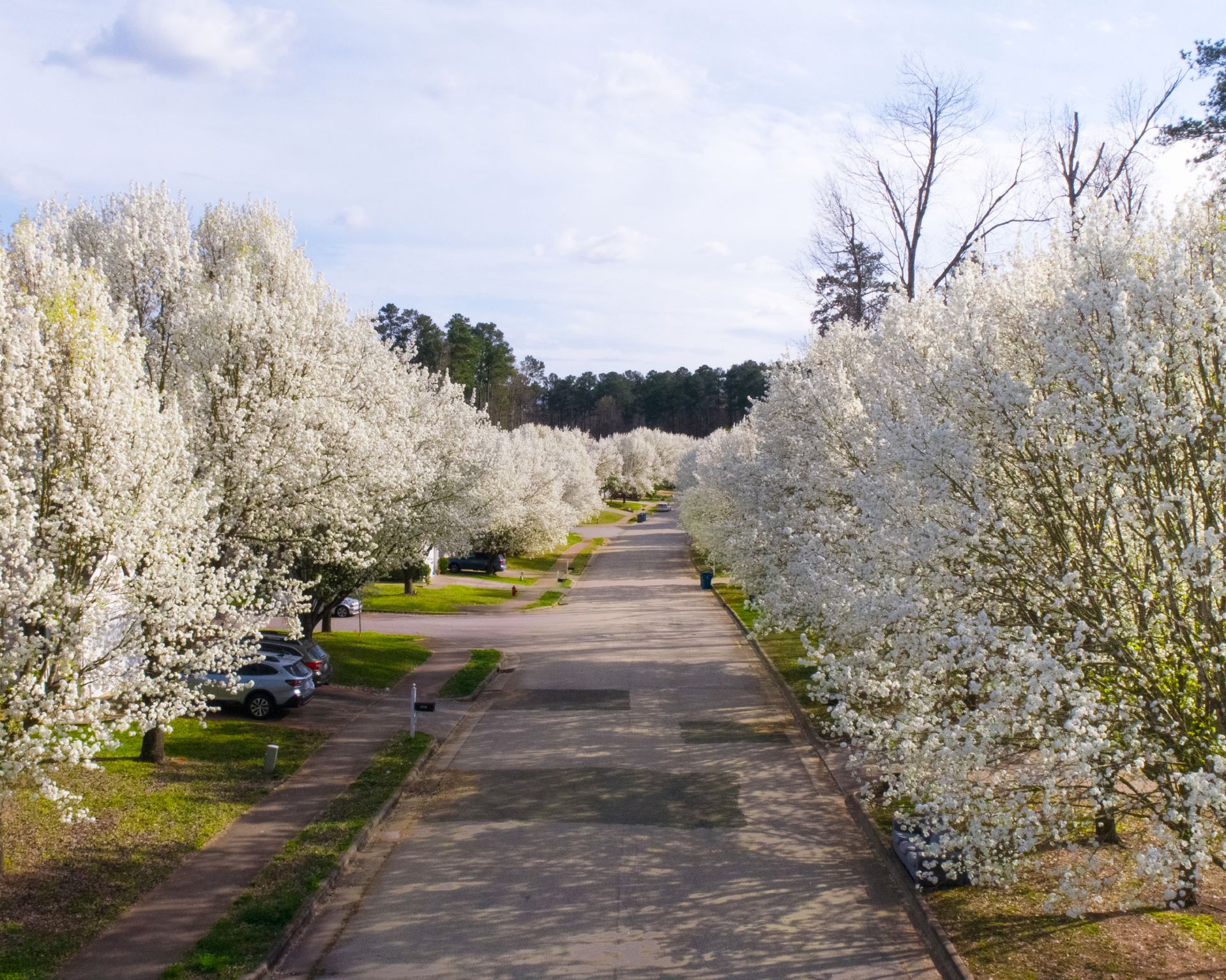 bradford pear trees lining sidewalk in neighborhood