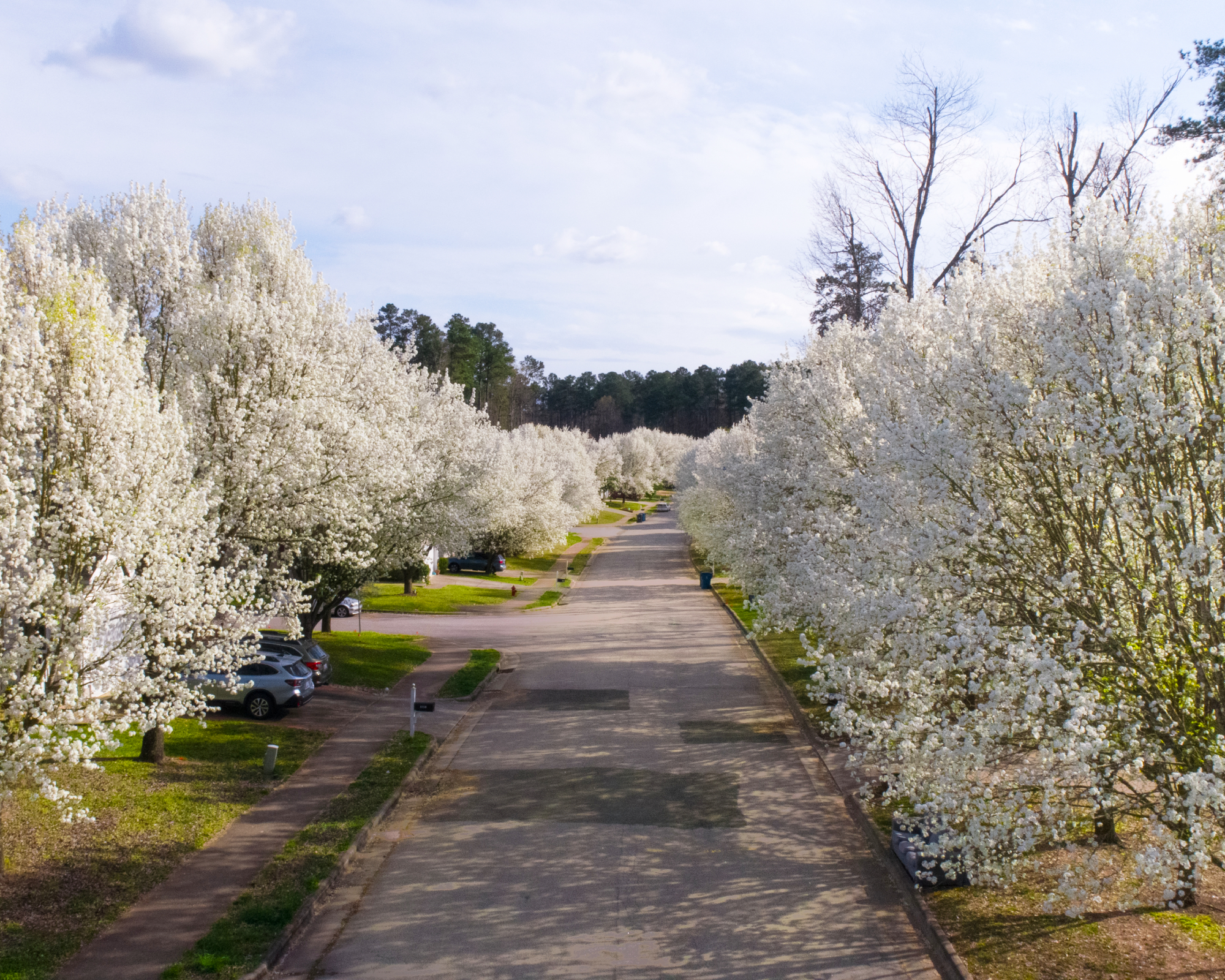 bradford pear trees lining sidewalk in neighborhood