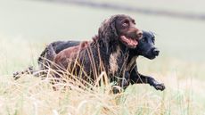 Cocker spaniels