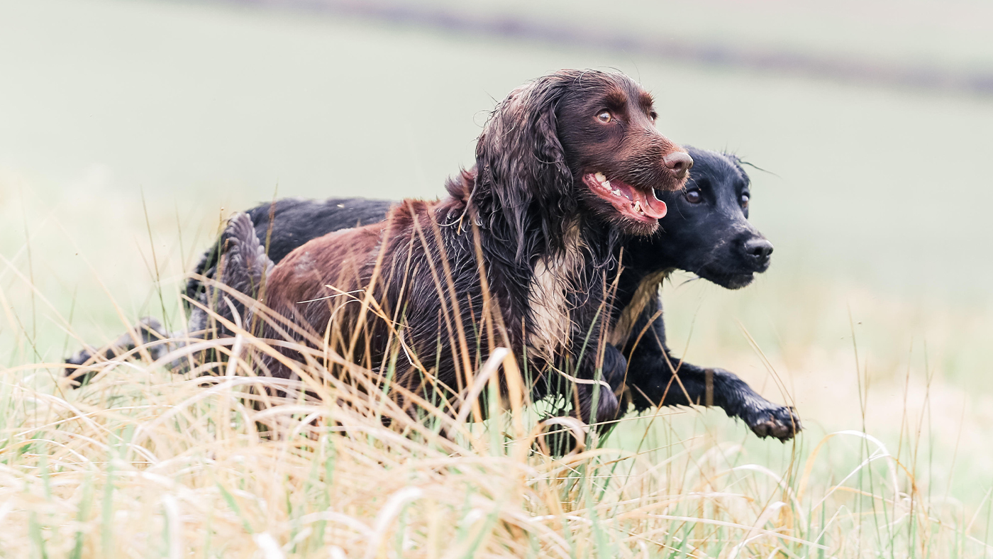 Cocker spaniels