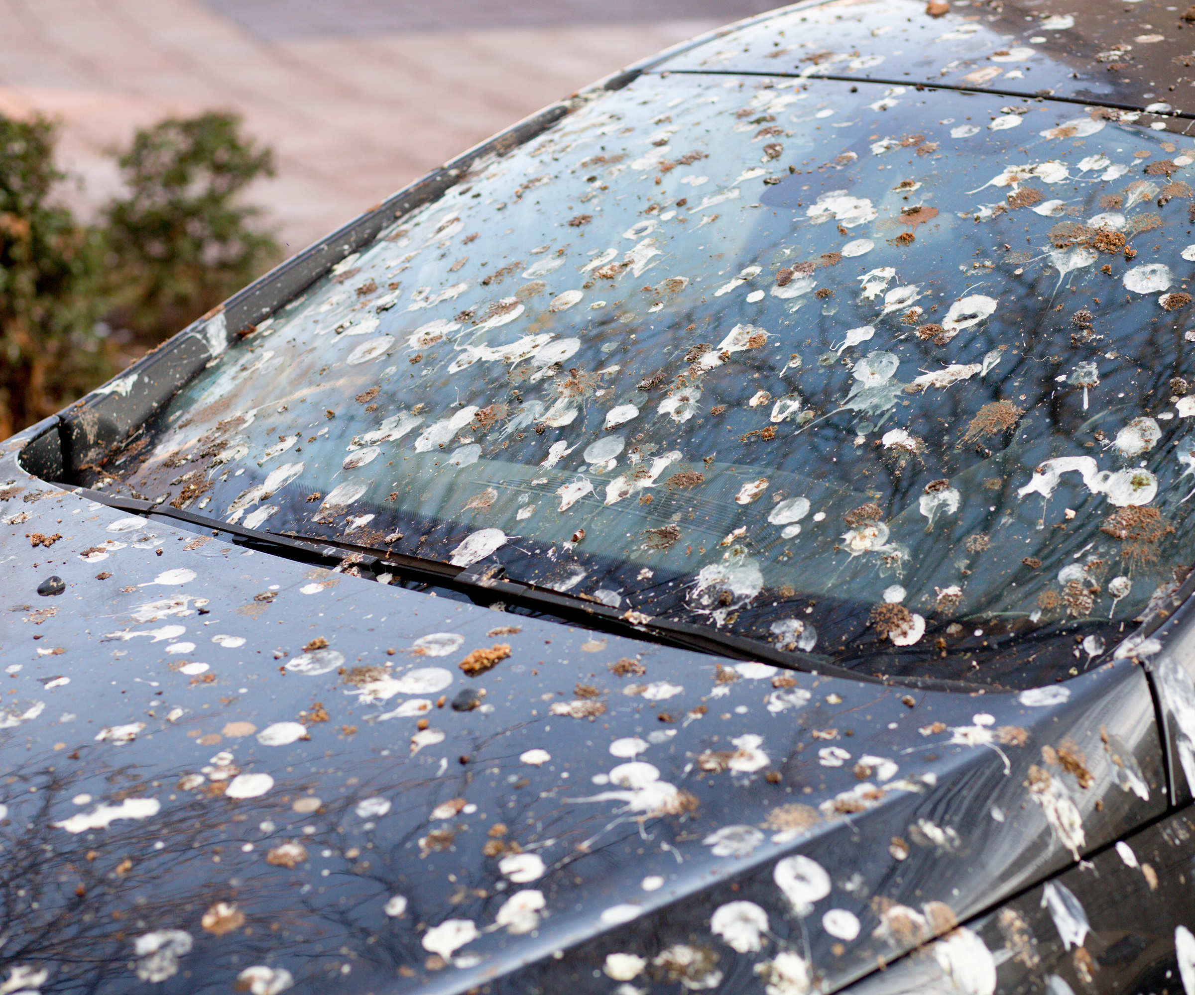 Black car covered in bird poop