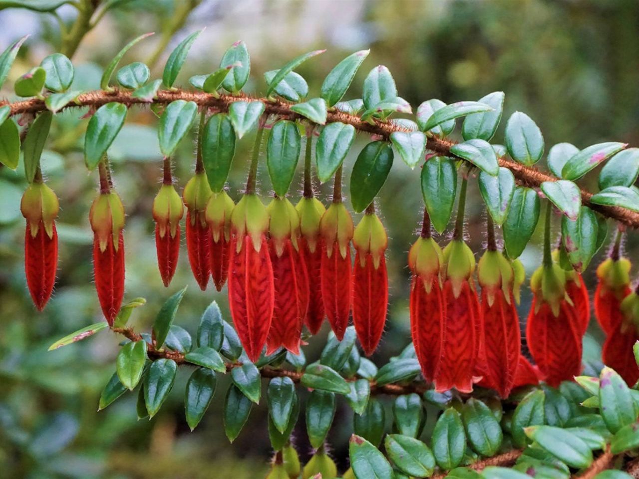 Himalayan Lantern Plants