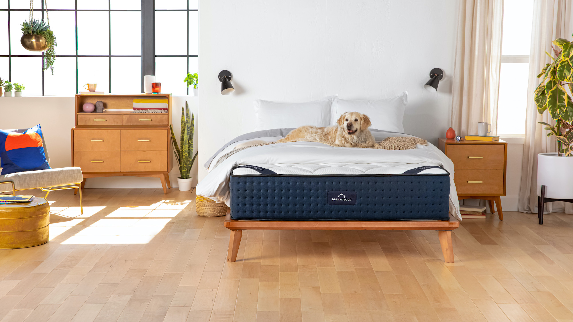 The DreamCloud Luxury Hybrid Mattress with a golden retriever lying happily on the top