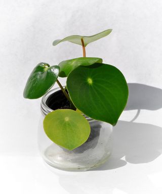 Chinese coin plant - Pilea Peperomioides