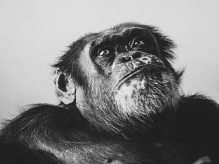 Head and shoulders of a chimpanzee against a clear sky in black and white