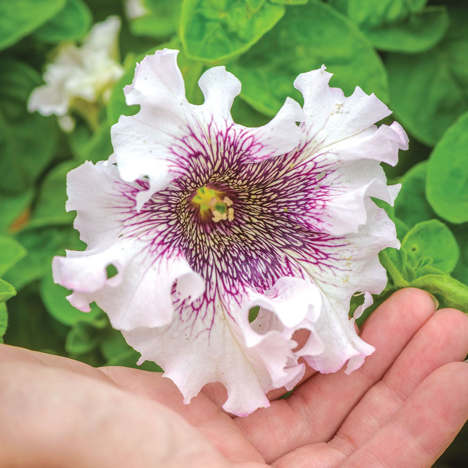 Spellbound White Blush Petunia Seeds &amp;amp; Plants