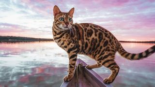 Cat breeds that like water: Close up of Suki the Bengal cat on a boat in a lake in the Rocky Mountains