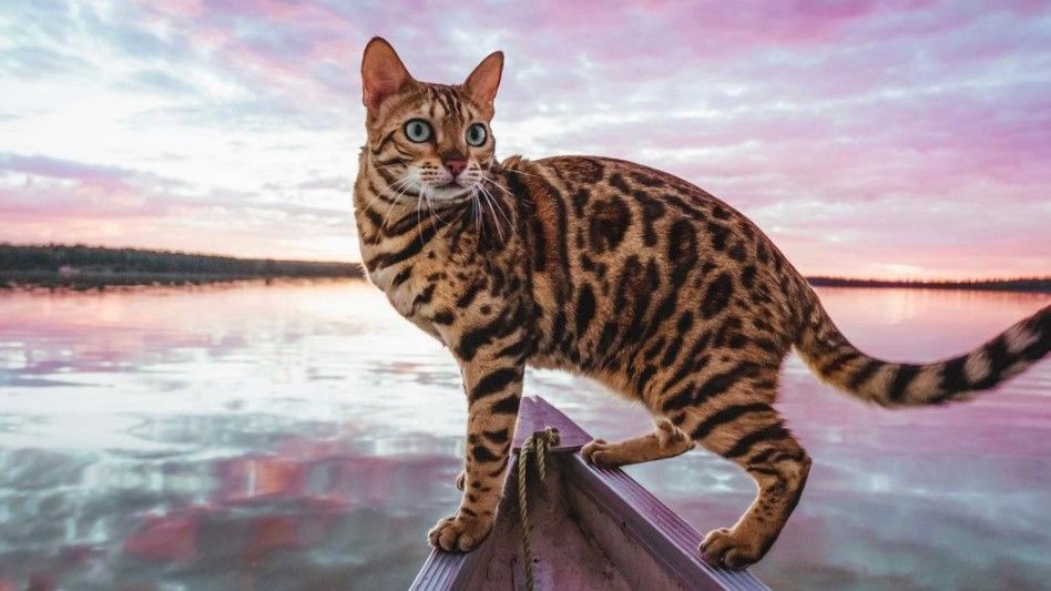 Puppy cat: Close up of Suki the Bengal cat on a boat in a lake 