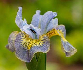 plants for wet soil iris Uncorked flowering in June