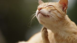ginger cat scratching because he needs the best flea treatments for cats
