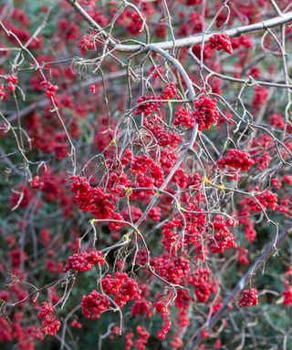 Red winter berries on a Viburnum betulifolium