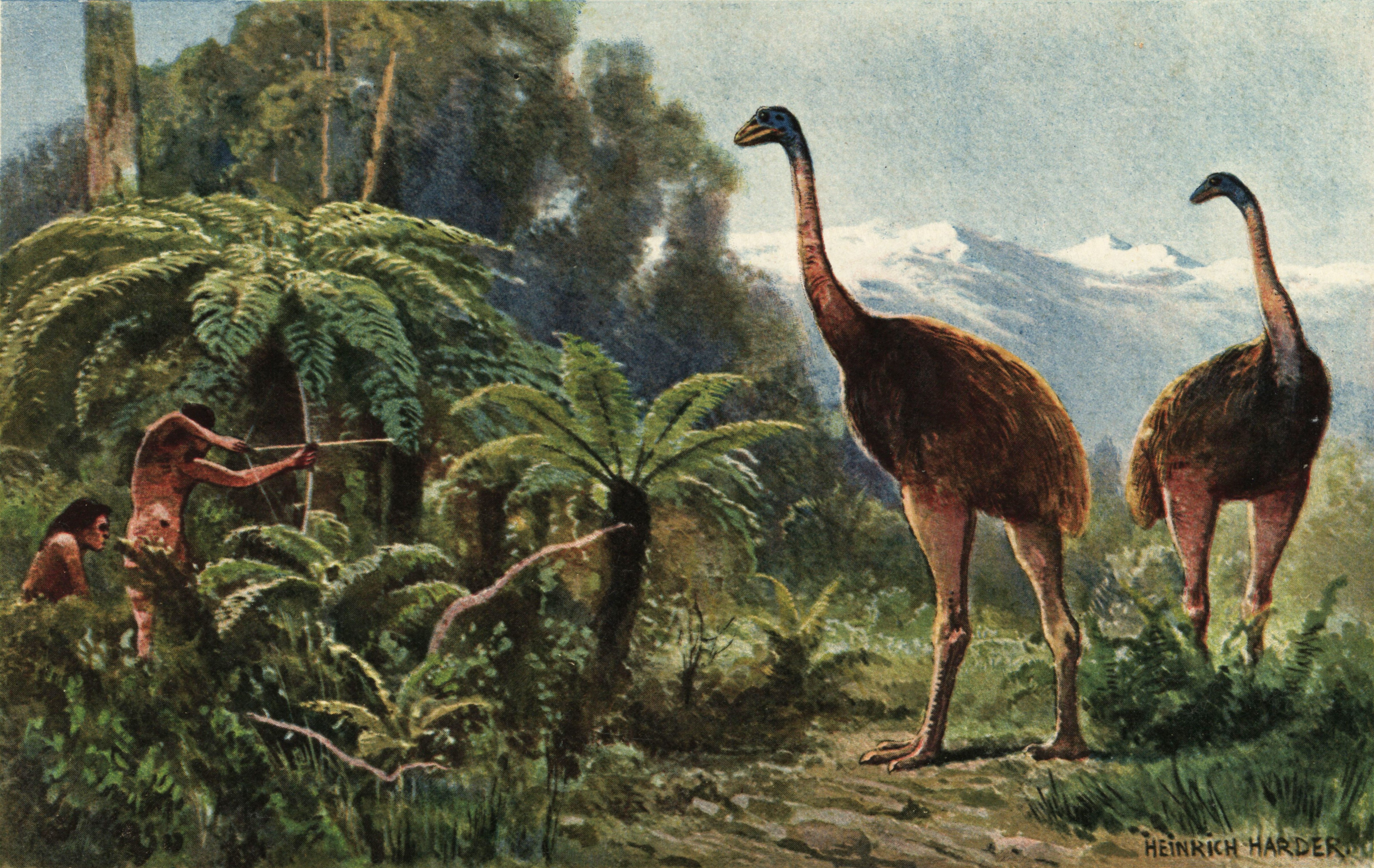 Giant moa were among the largest birds to ever live.