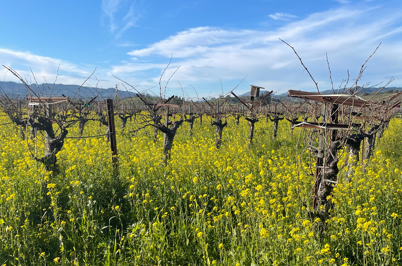 A Napa Valley vineyard with mustard in bloom