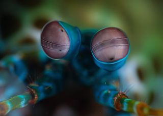 animal eyes, Mantis-shrimp