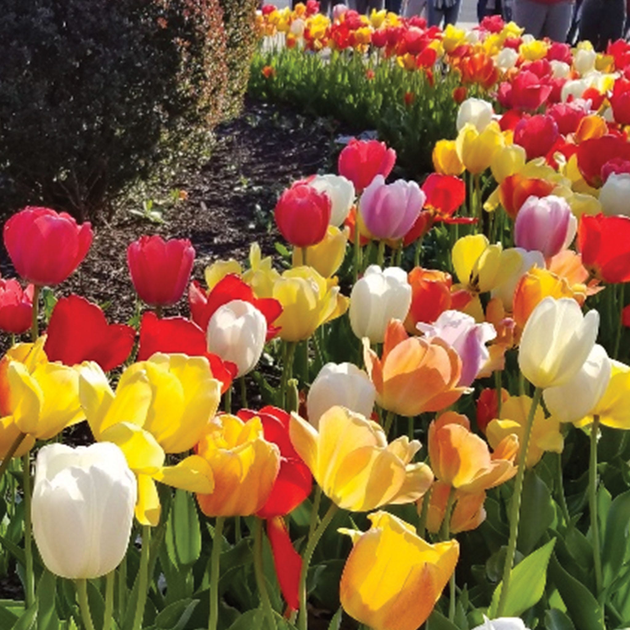Perennial Tulip Mix (darwin) Tulip Bulbs
