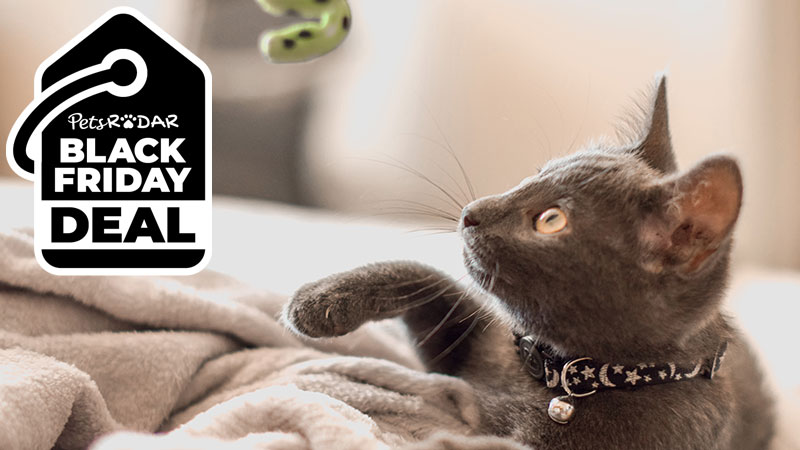 Black Friday cat toy deals | PetsRadar