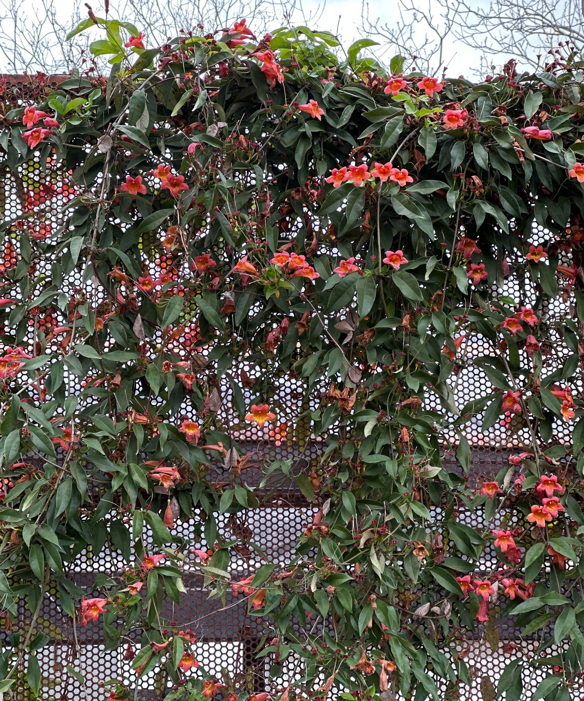 Best plants to cover a fence 10 ways to disguise a fence Homes & Gardens