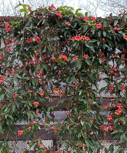 Best plants to cover a fence: 10 ways to disguise a fence | Homes and