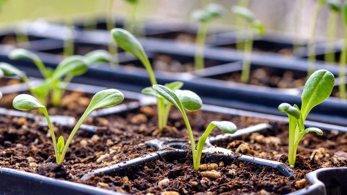How to germinate seeds successfully – both indoors and outdoors