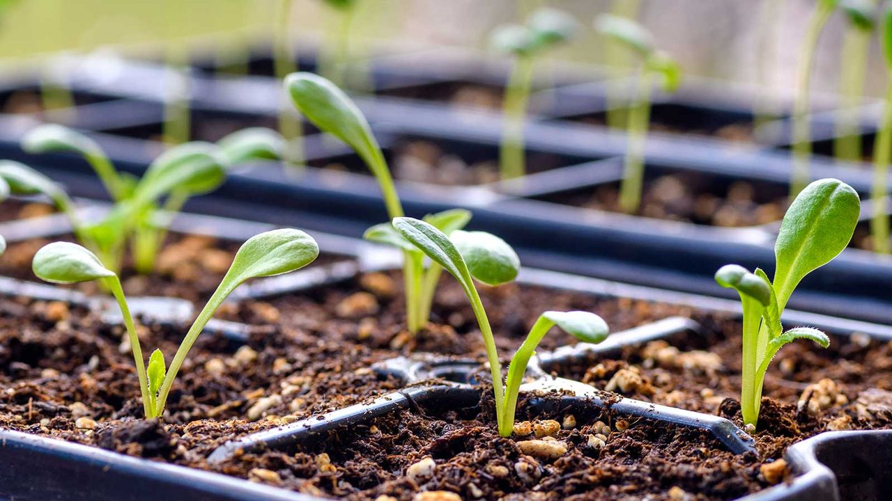 How to germinate seeds both indoors and outdoors | Homes & Gardens