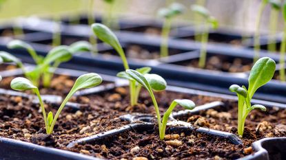 propagating seedlings