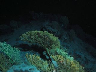 bioluminescent creatures of the caribbean sea.