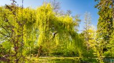 Trees with green foliage in a garden, with blue sky 