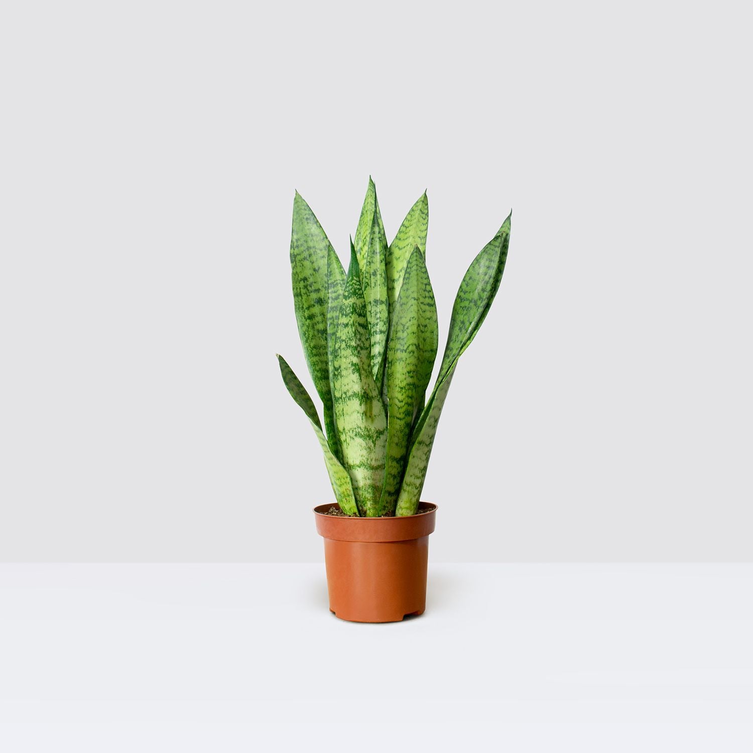 Sansevieria Zeylanica - 20-30cm