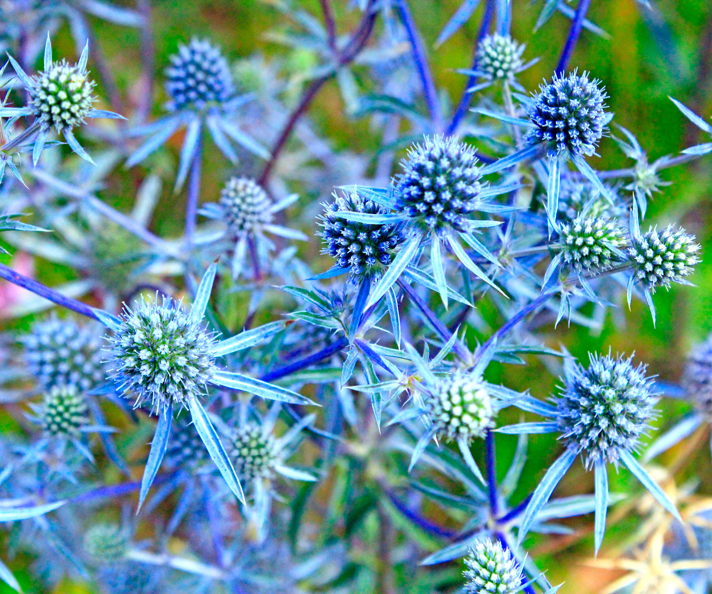 sea holly plant with bright blue foliage and bracts
