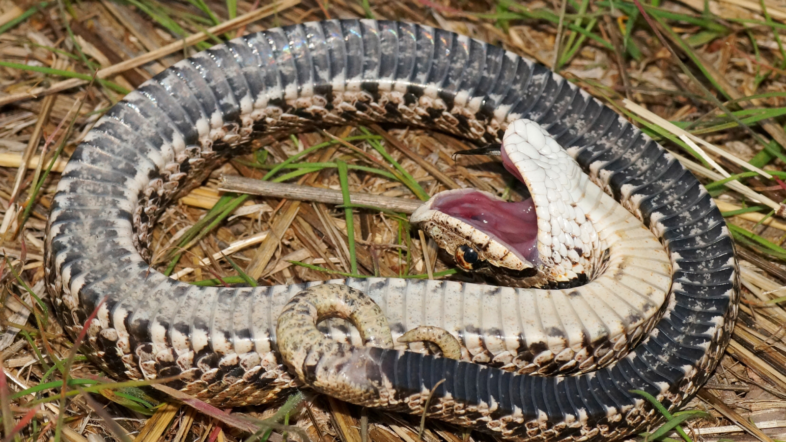 Dice snakes fake their own death, smearing themselves with blood and poop to make the performance extra convincing