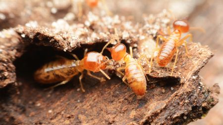 A close up picture of termites