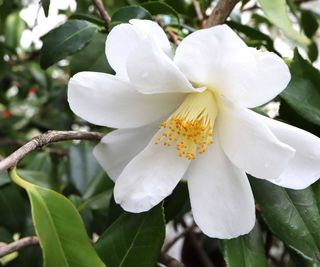 Camellia japonica ‘Lily Pons’