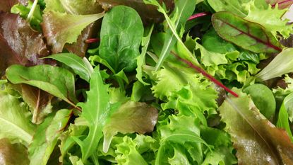 A mixtures of different lettuce and salad leaves