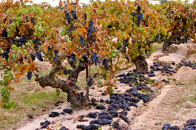 California, Lodi Lodi Native Kirschenmann Vineyard