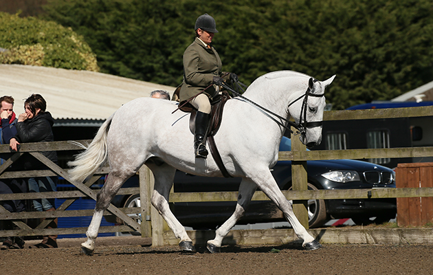NOVICE CHAMPIONSHIP RESERVE CHAMPION&amp;#8232;238 SILVER MILESTONE R: HAYLEY ERNER